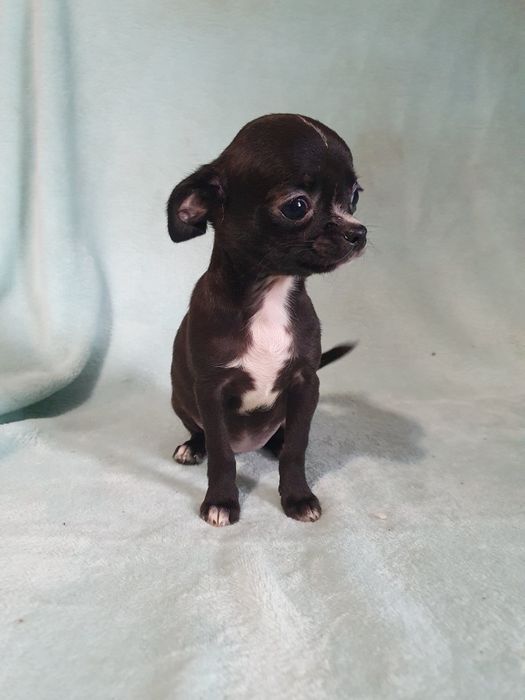 Девочка чихуахуа гладкошерстная