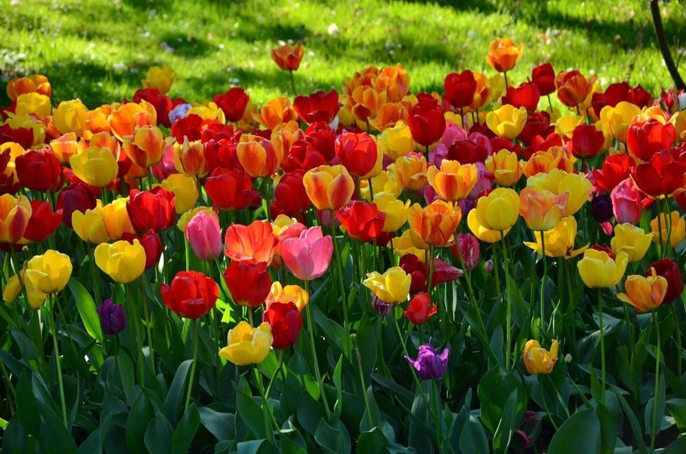 Cebulki TULIPANÓW  Tulipan zestaw mix mieszanka Tulipany KWIATY