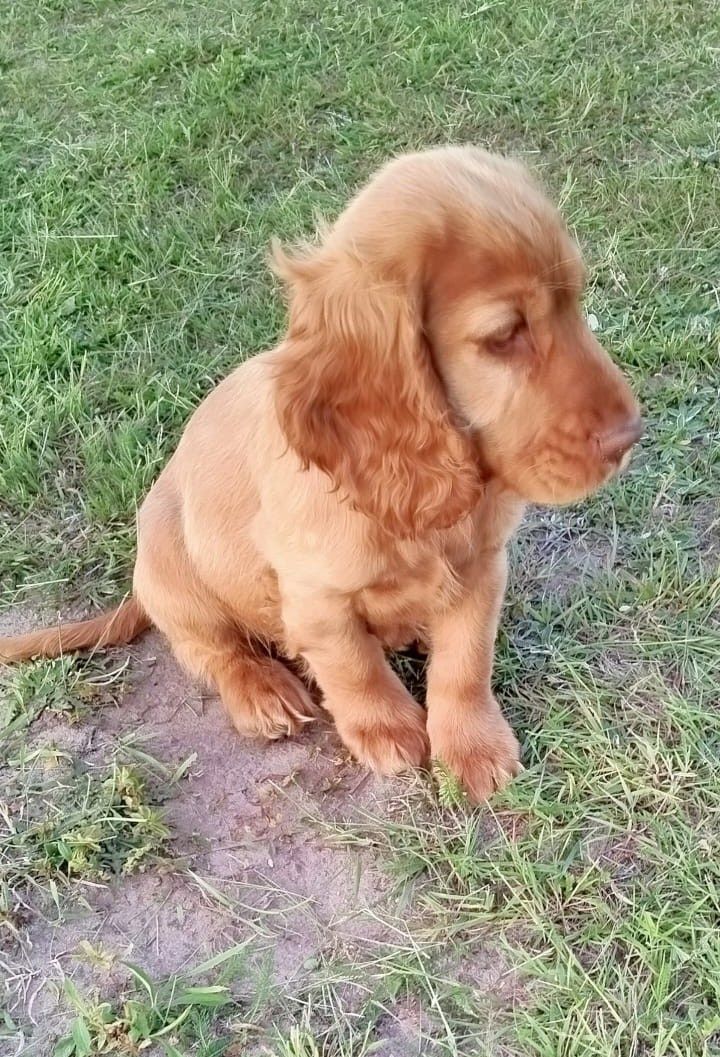 Cocker spaniel piesek