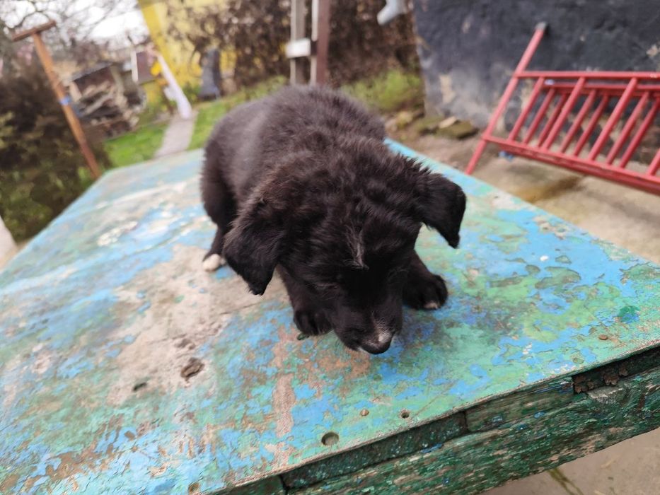 Цуценят в родину