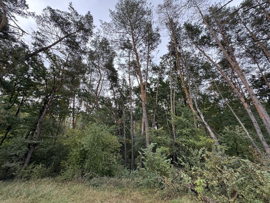 Ділянка з виходом на воду, сосновий ліс, ЗКМ Чумаків Куточок Ходосівка
