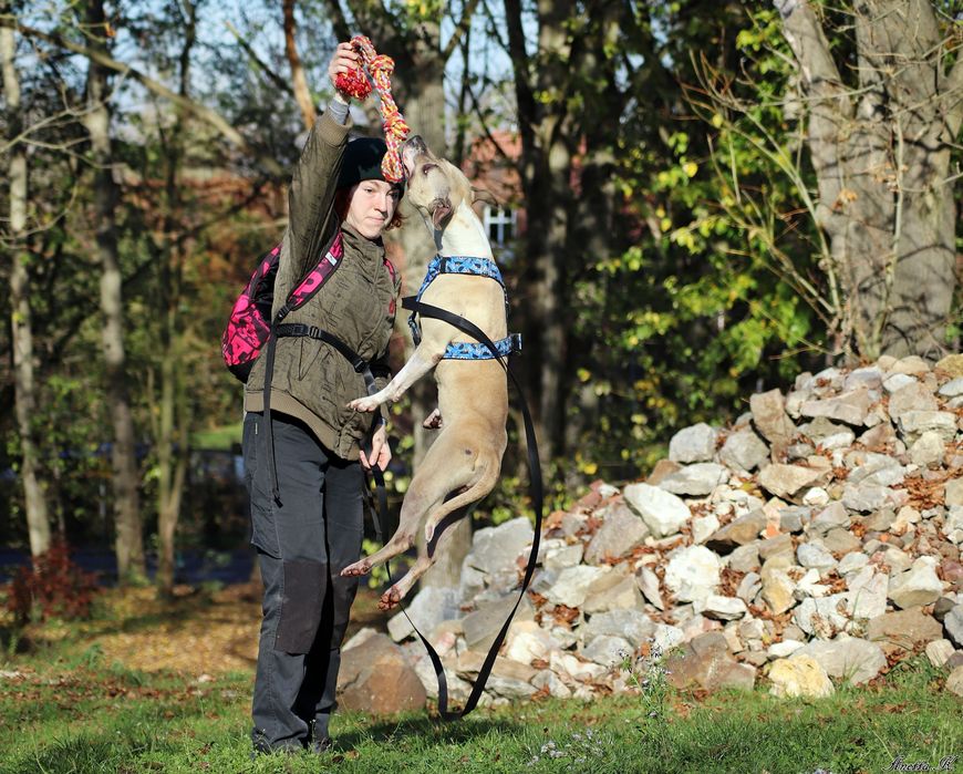 Piękna Pitbullka Renesme czeka na dom