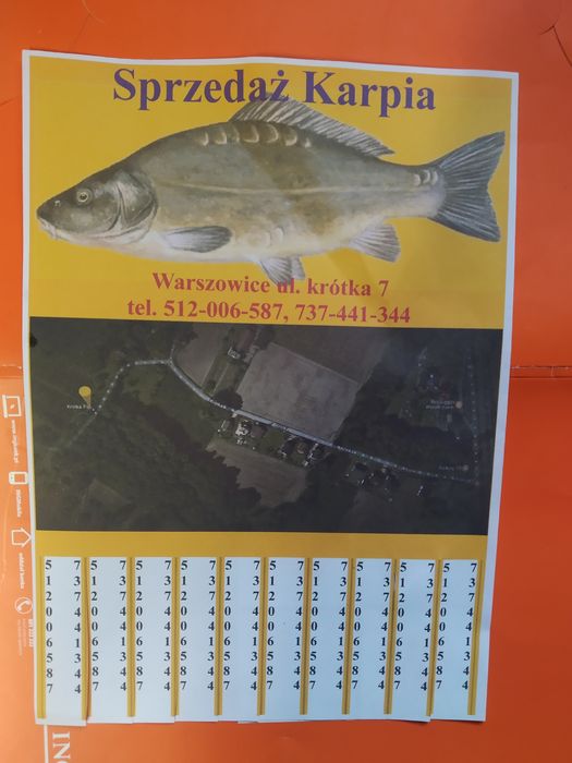Karp z własnej hodowli. Pyszna ryba.