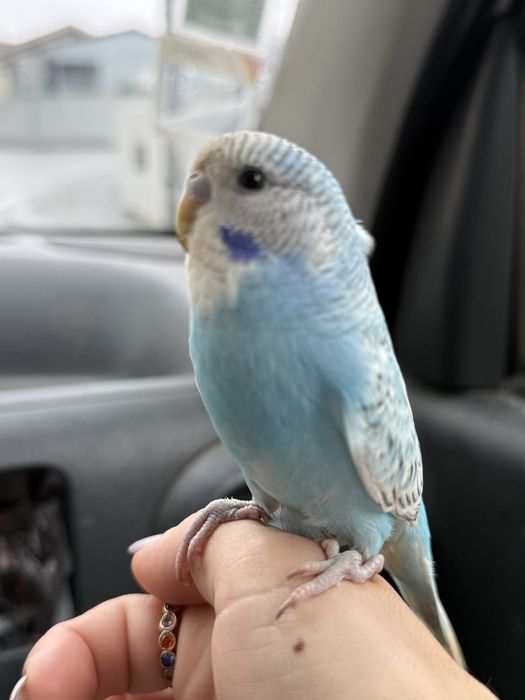 Piriquito criado a mão