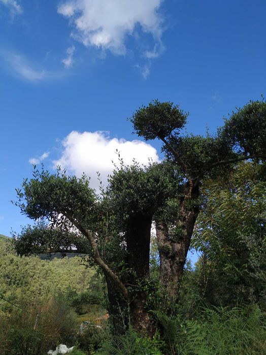 Oliveira para jardim