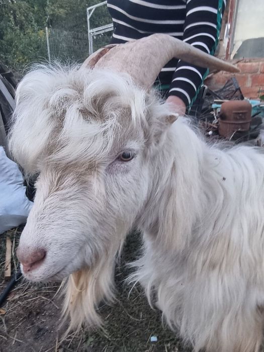 Козы на содержание