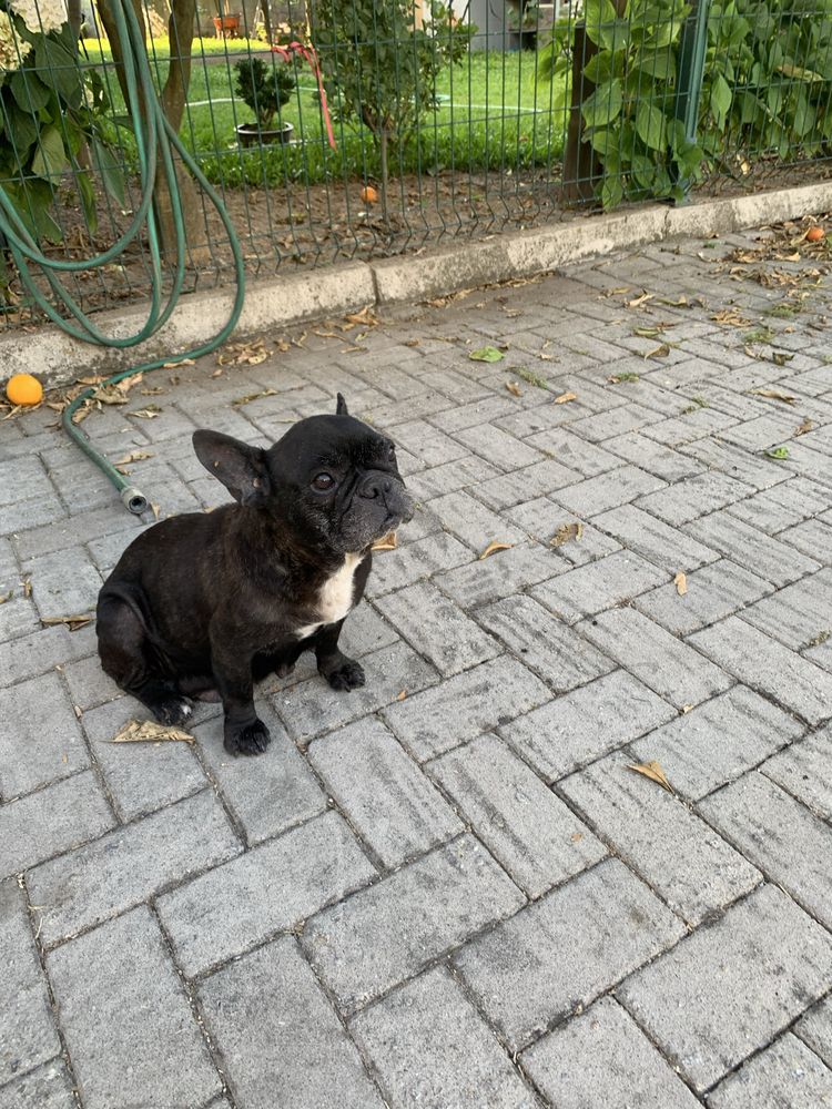 Doacao de cadela e filhota com quase 2 meses Pug / buldog