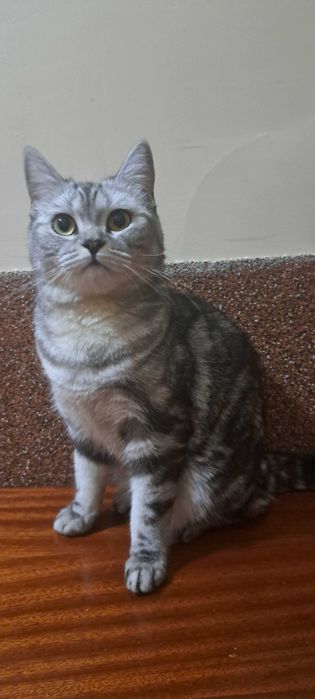 Шотланська кішка з клубними документами мрамор чорний на серебрі