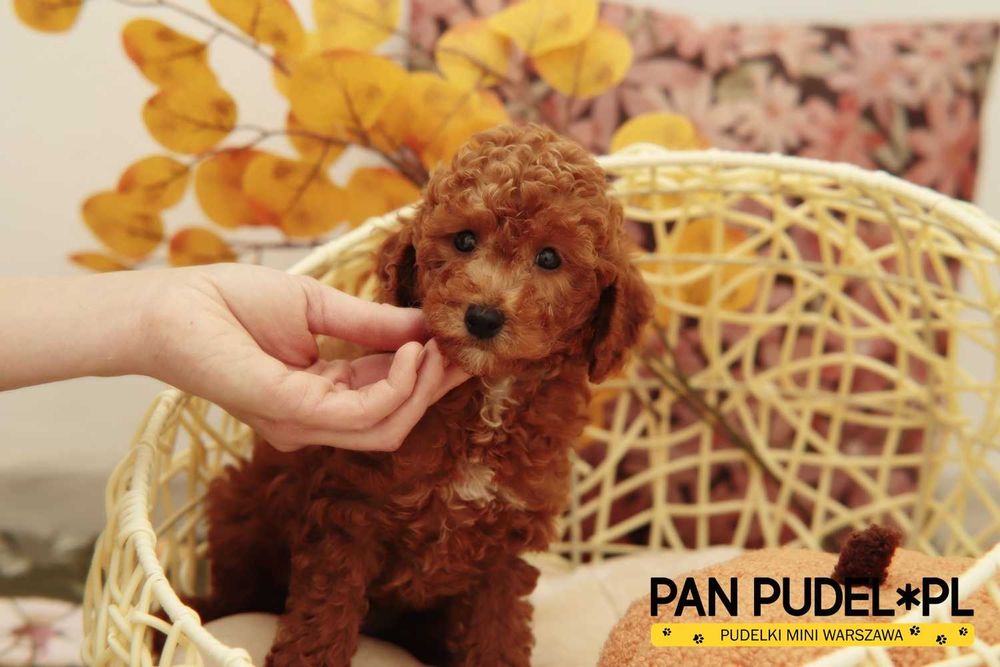 Pudel Miniaturowy Miniaturka Kochany Piesek Red Czerwony Odbiór