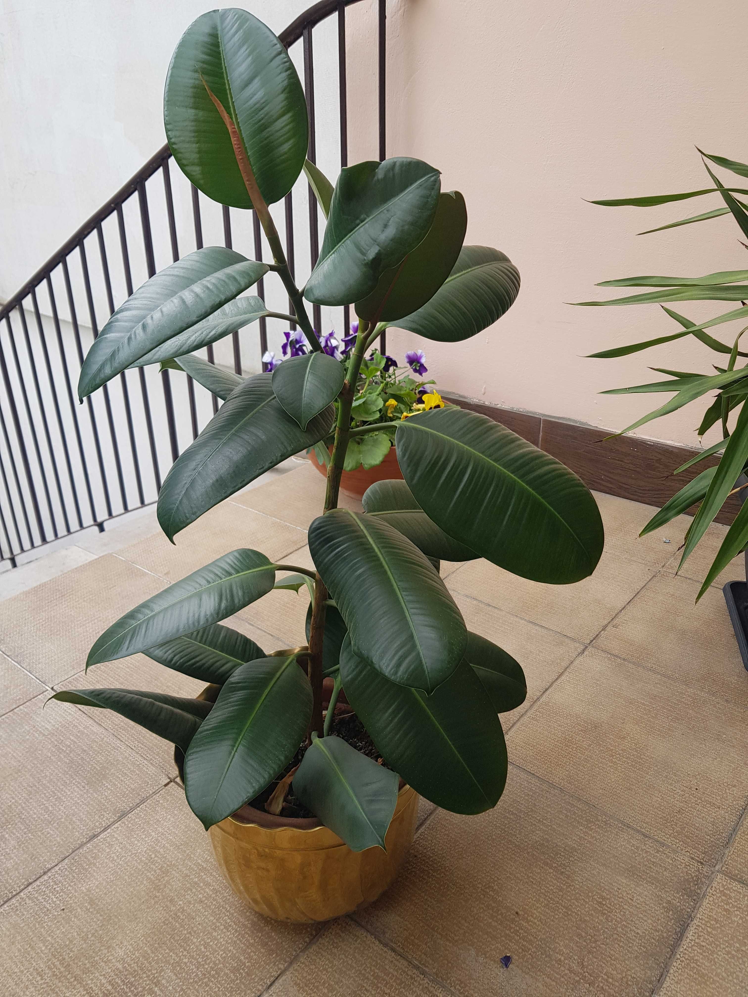 Ficus elastica 'Robusta' - figowiec sprężysty