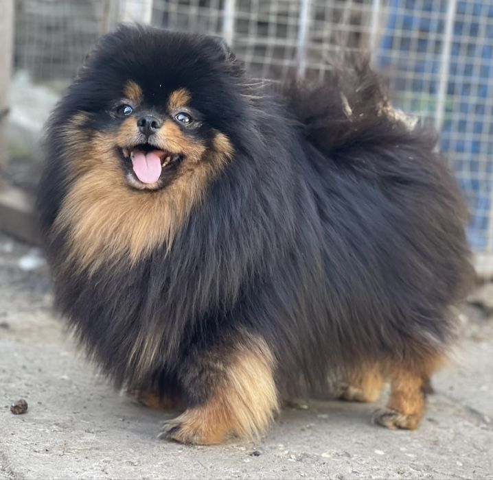 Взрослая девочка померанский шпиц