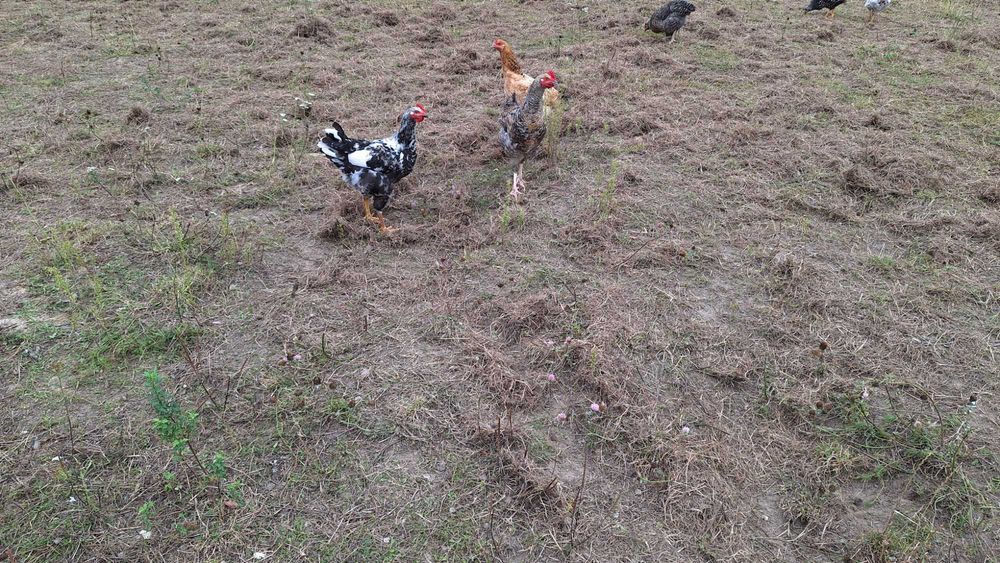 Młode koguty kolorowe 25 zł