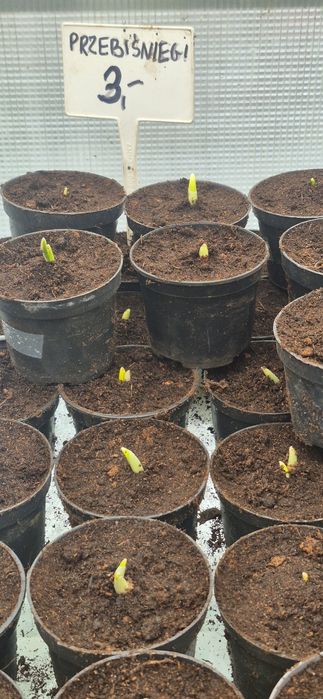 Przebiśniegi galanhus