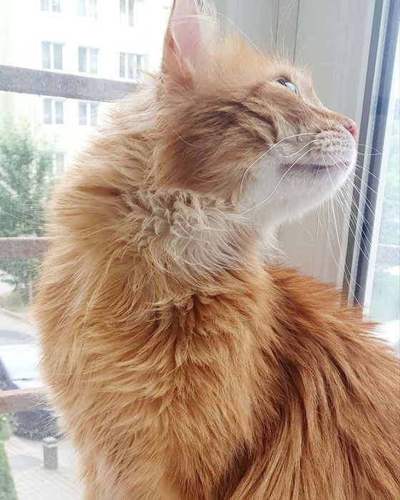 Котики домашні від 3 років