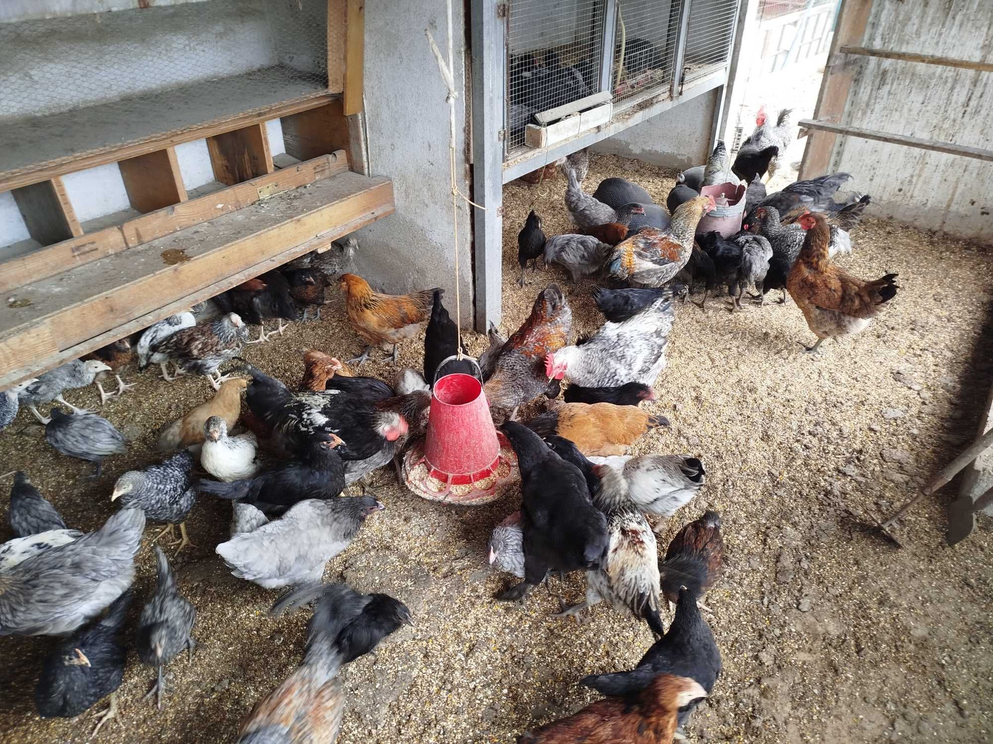 Ovos Galados Pintos, Frangos, Galos, Galinhas,  Fracas Patos Mudos