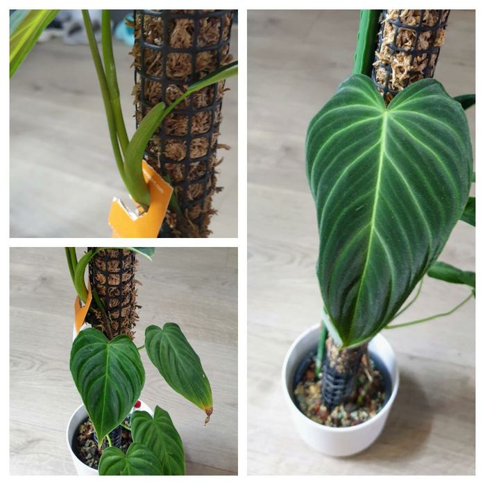 Philodendron splendid