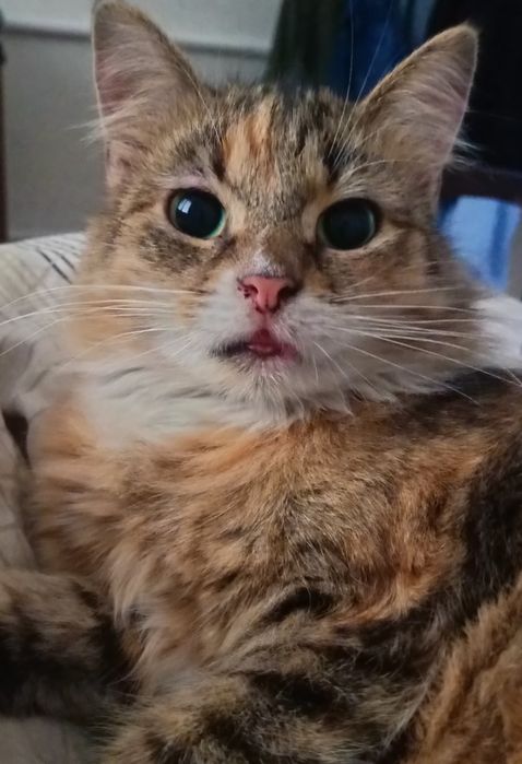 Стерилізована кицюня Маруся в пошуках дому