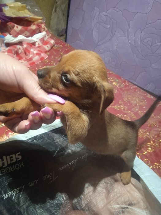 Цуценята Такси та Джек Рассел