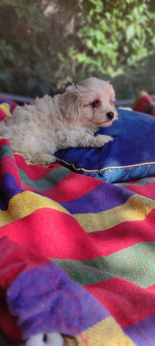 Maltipoo mini chłopiec Warszawa maltańczyk pudel