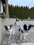 Papillon szczeniak Spaniel kontynwntalny miniaturowy