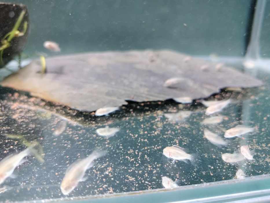 Kribesis Albinos criação nacional