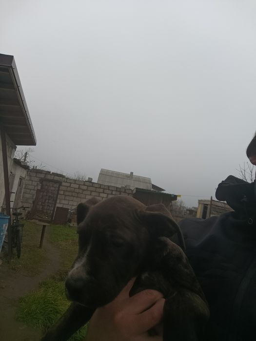 Стаф в добрые руки