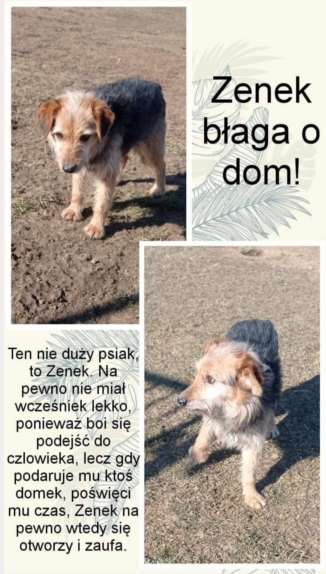 Cześć to ja Zenek. Jestem gotowy do adopcji