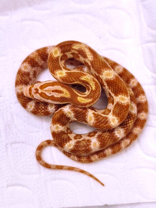 Wąż zbożowy amel RF (?) het anery scaleless ph motley/stripe samiczka