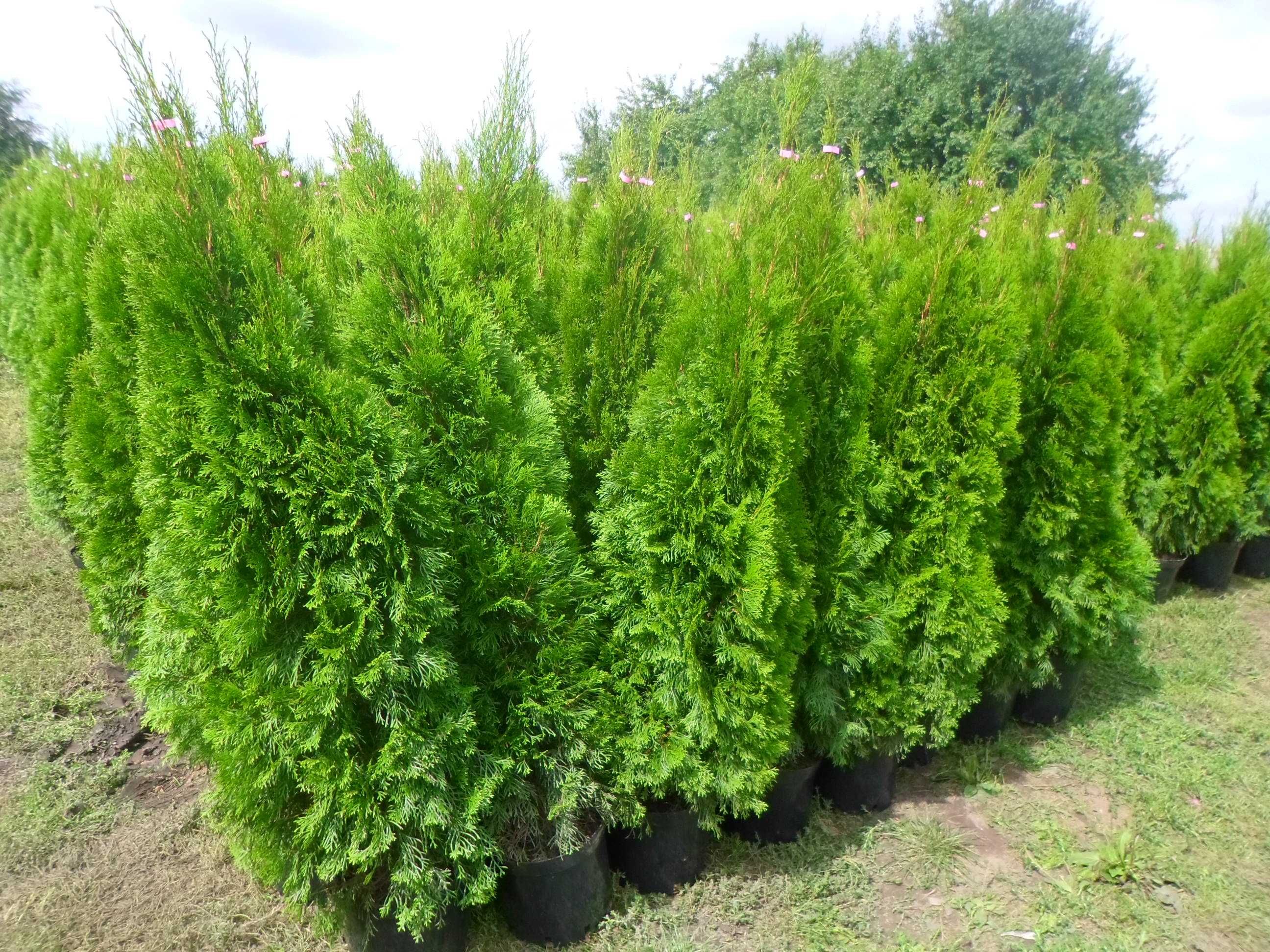 Tuja tuje szmaragd w doniczkach 120-140cm Dostawa