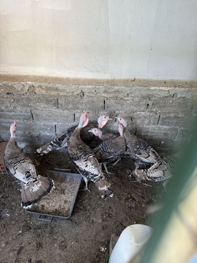 Perua criados no campo