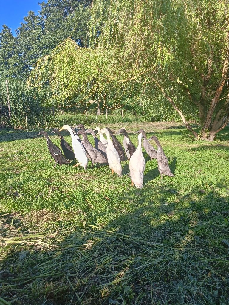 Piękne Biegusy Indyjskie