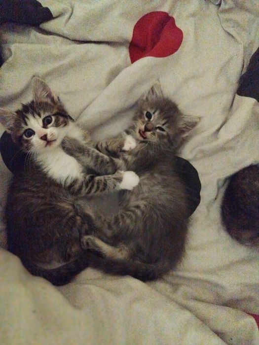 Віддам в люблячі руки