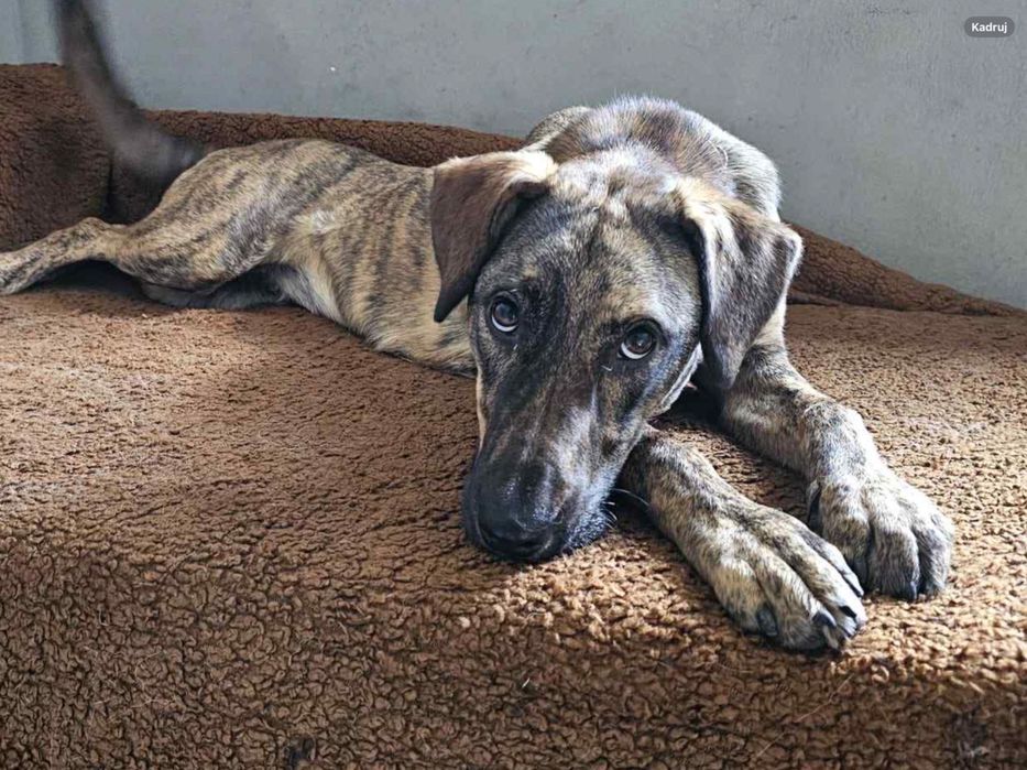 Cudowna ,młodziutka Harper szuka domu.