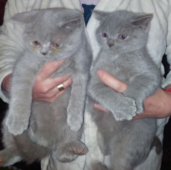 Шотландские прямоухие котята. Харьков!
