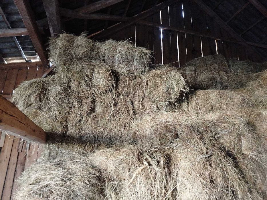 Siano w kostkach dla koni krów byków pierwszy pokos