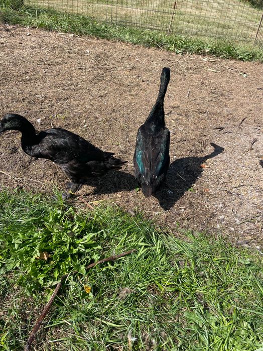 4 kaczory biegusy szmaragdowe