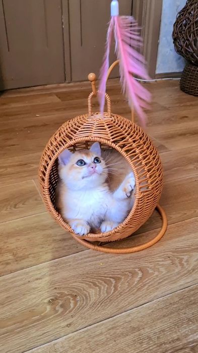 Рідкісне забарвлення ny12