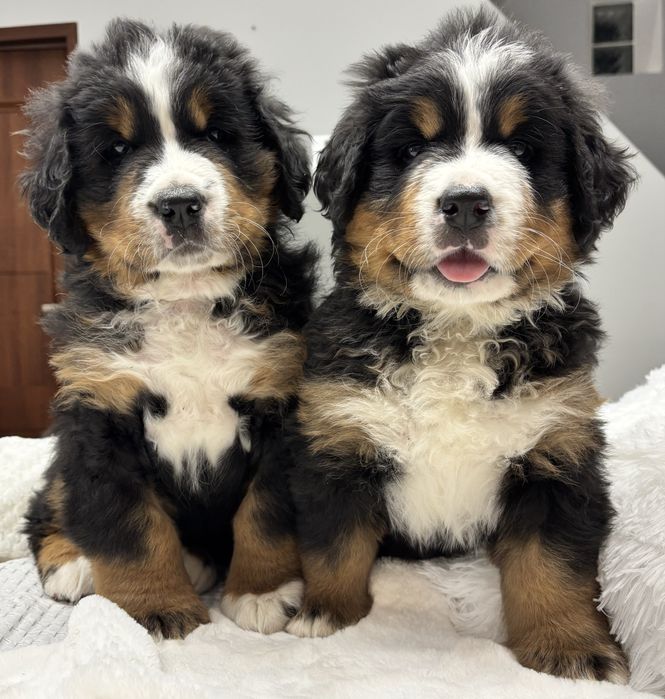 Berneński pies pasterski ZHPR UCI