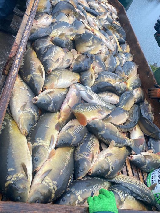 Karp handlowy hurt waga 1.6-2.5 kg