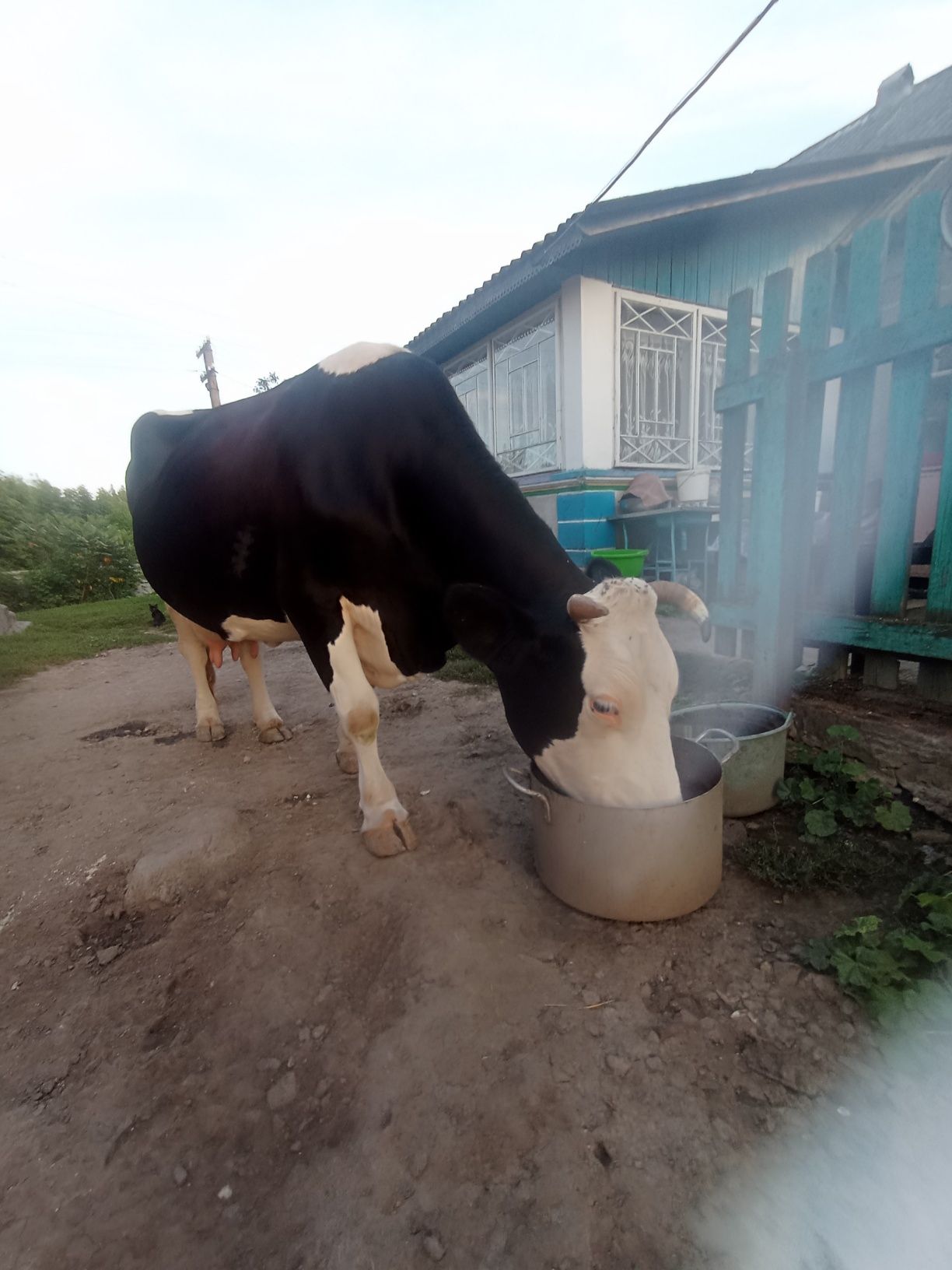 Продам тільну корову всі деталі по телефону