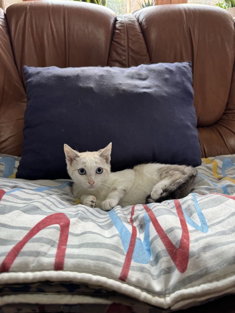 Gatinhos para adoção