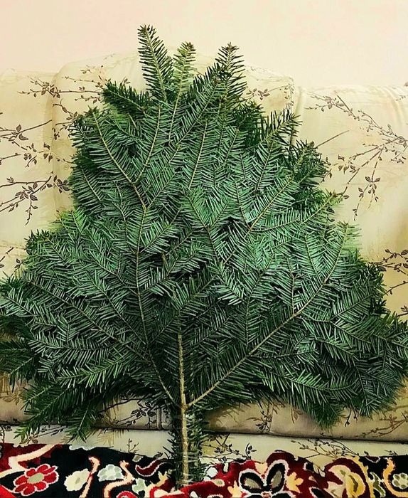 Веник пихта , ялиця