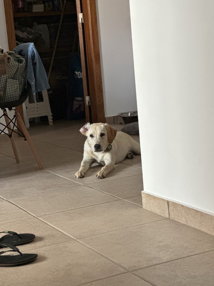 Labrador Puro | 7 meses