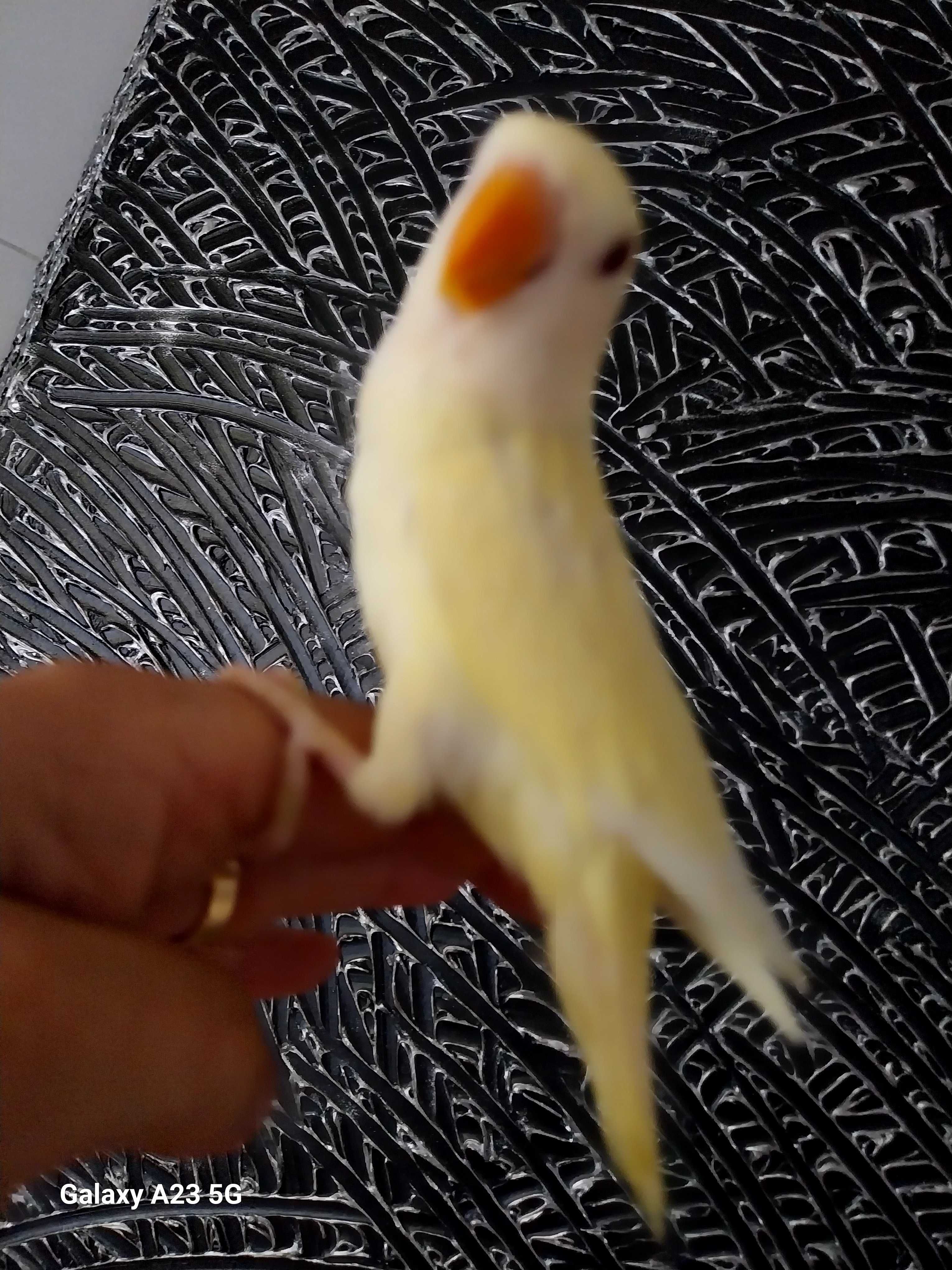 Agapone / agapornis domesticado