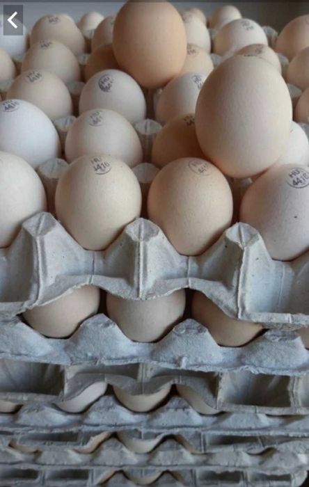 Інкубаційне яйце коб 500