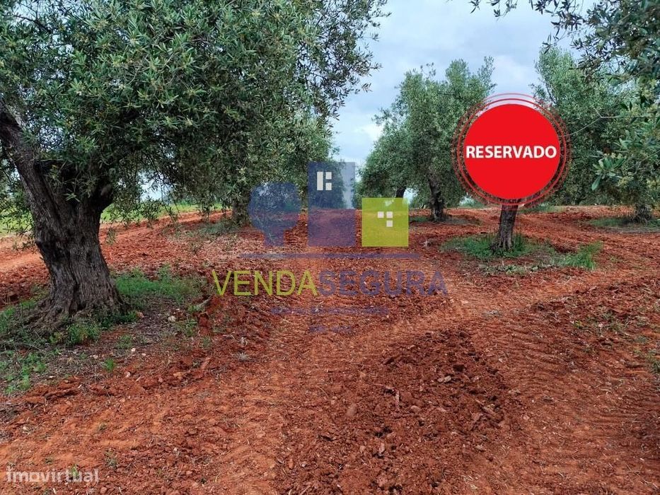 Olival 0,35 Ha | Sobral da Adiça