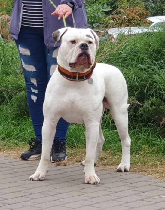 Американский бульдог