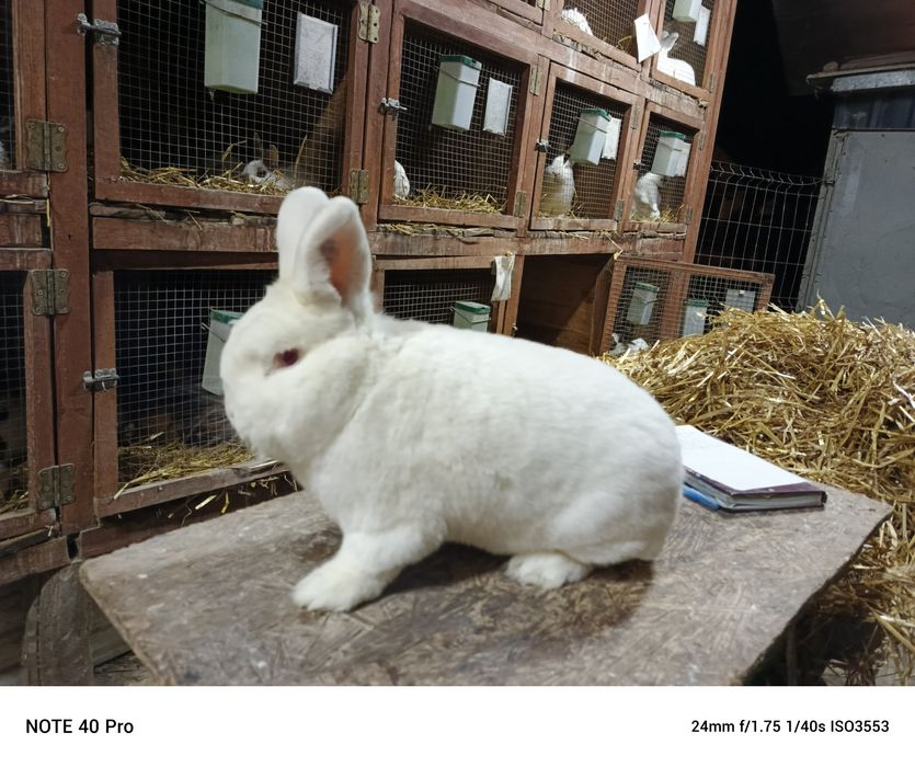 Nowozlendzki Biały rodowód ocena