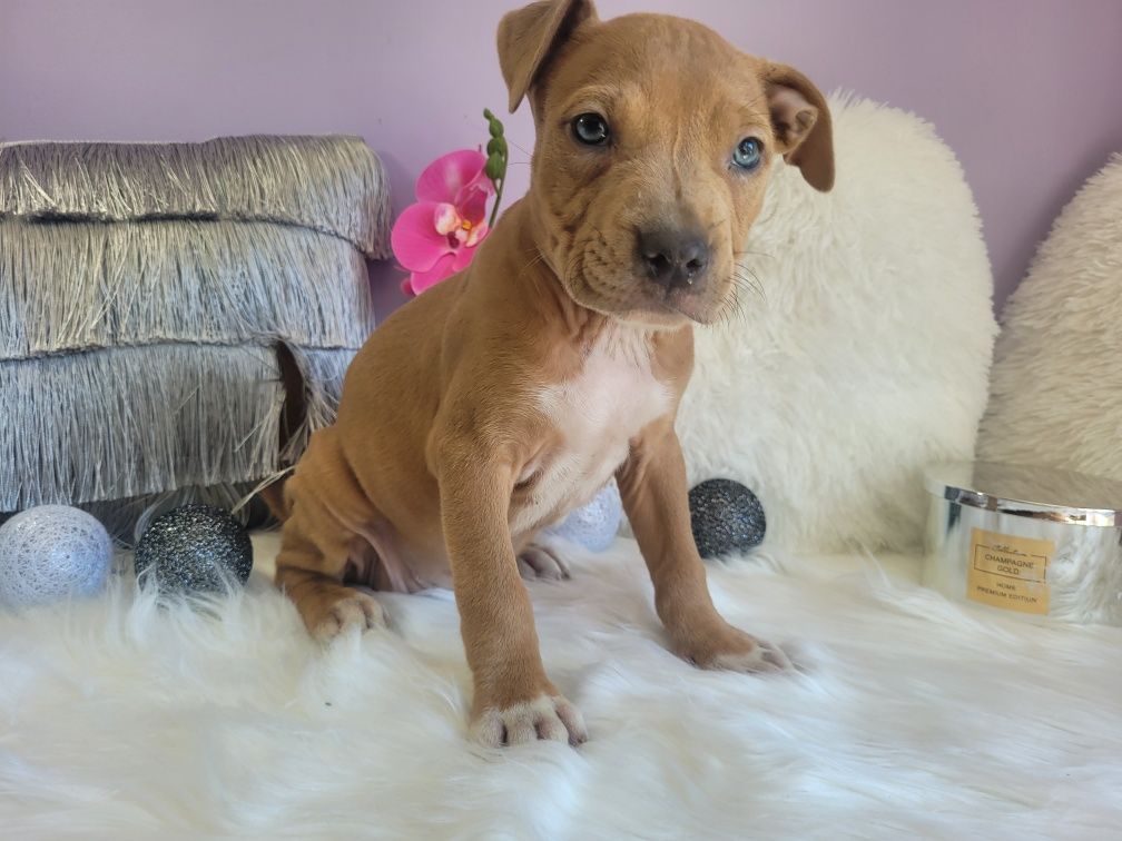 Śliczna suczka Amstaff!