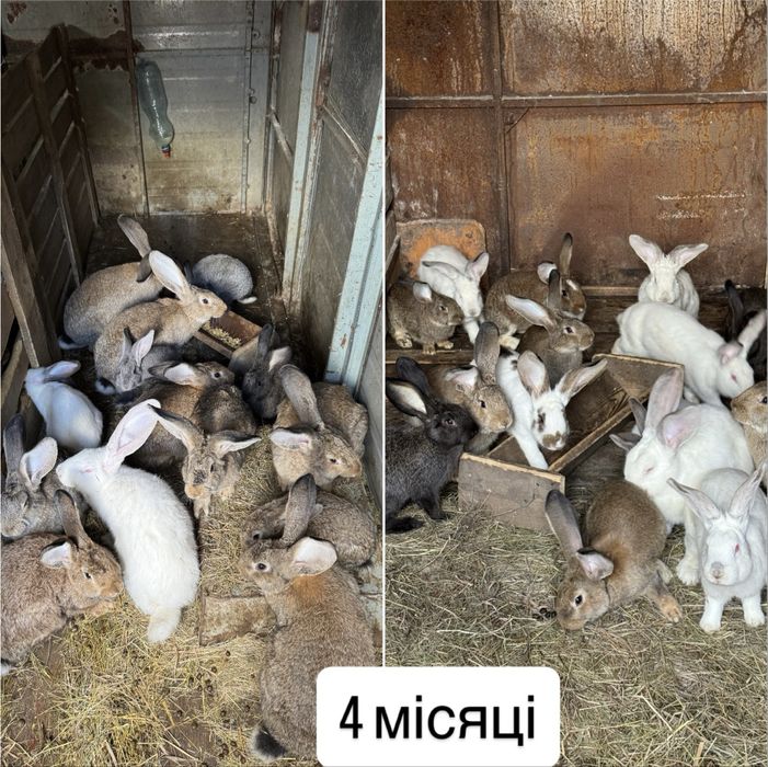 Кролики 1,2,4 місяці